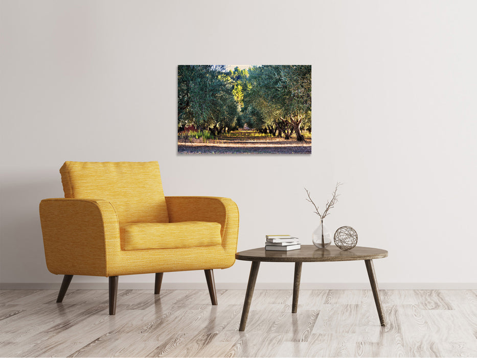 Canvas print Magnificent olive trees