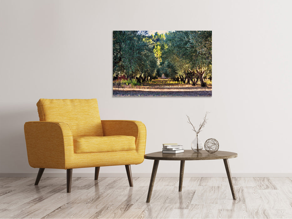 Canvas print Magnificent olive trees