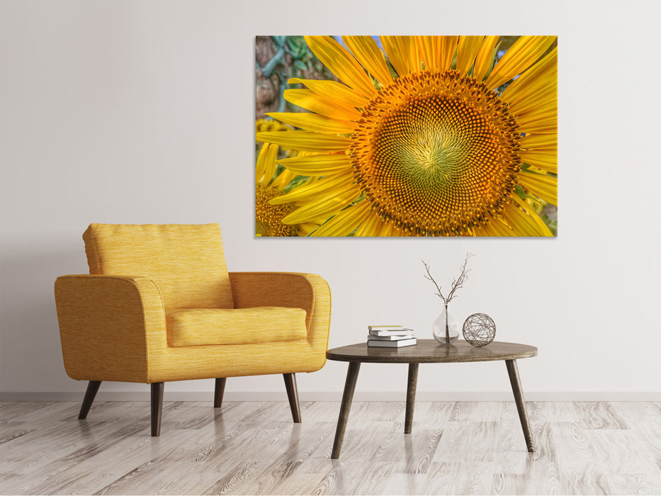 Leinwandbild Blütenstand einer Sonnenblume