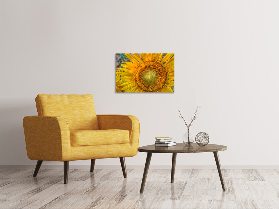 Leinwandbild Blütenstand einer Sonnenblume