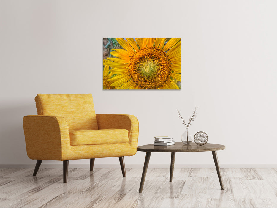 Leinwandbild Blütenstand einer Sonnenblume