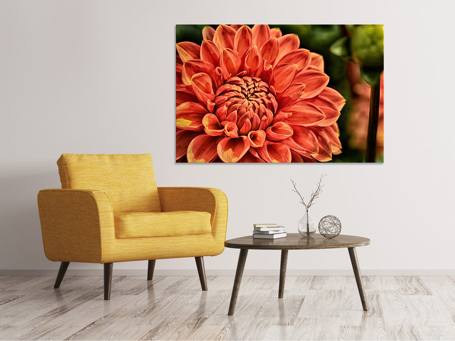 Canvas print painting of a dahlia