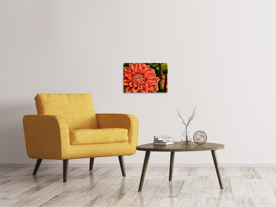 Canvas print painting of a dahlia