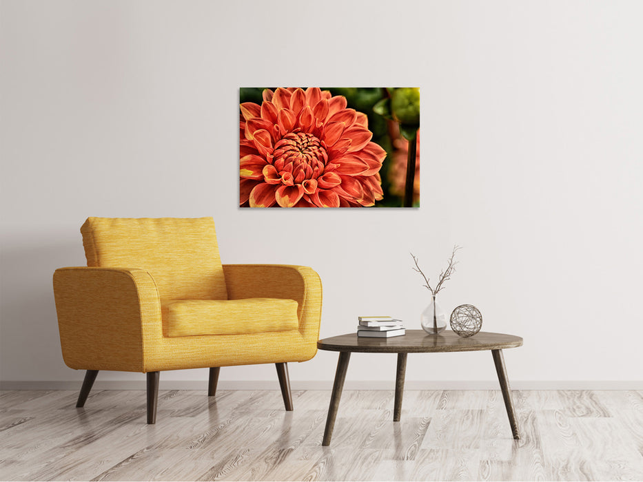 Canvas print painting of a dahlia