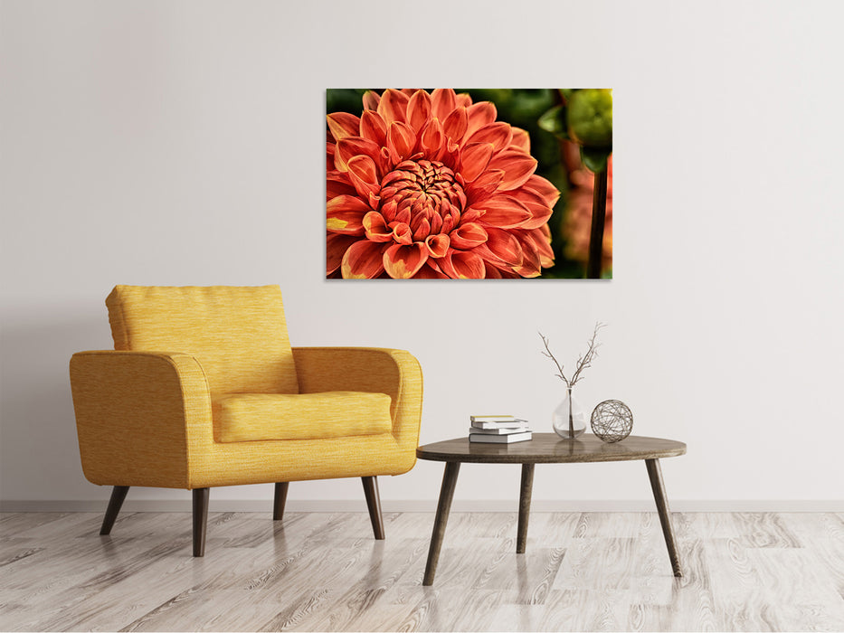 Canvas print painting of a dahlia