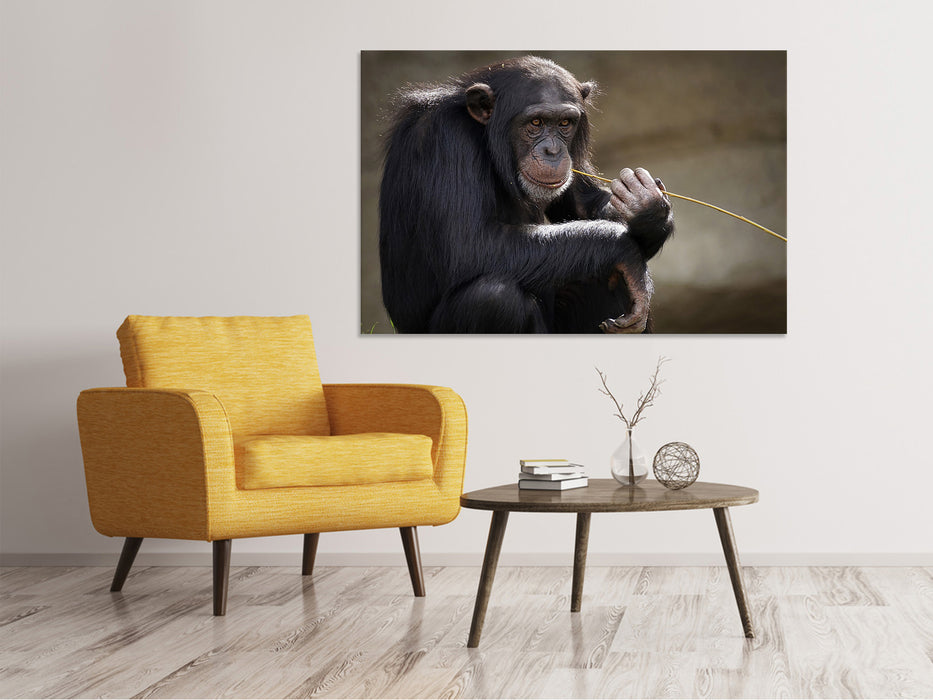 Canvas print Cute chimpanzee