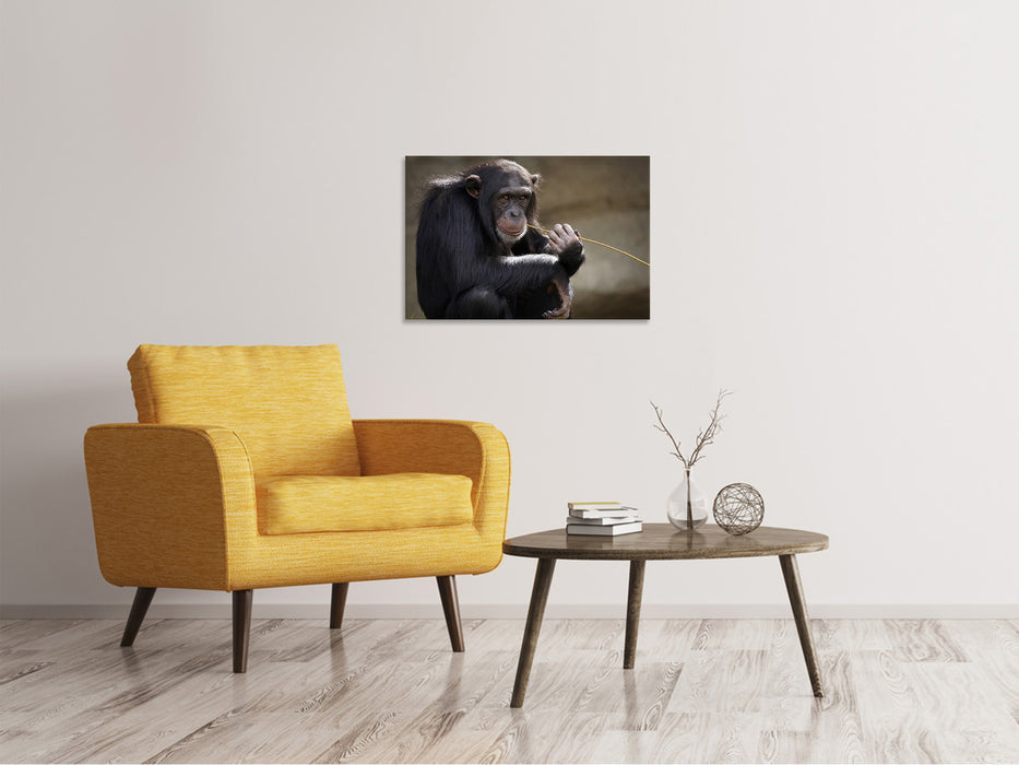 Canvas print Cute chimpanzee