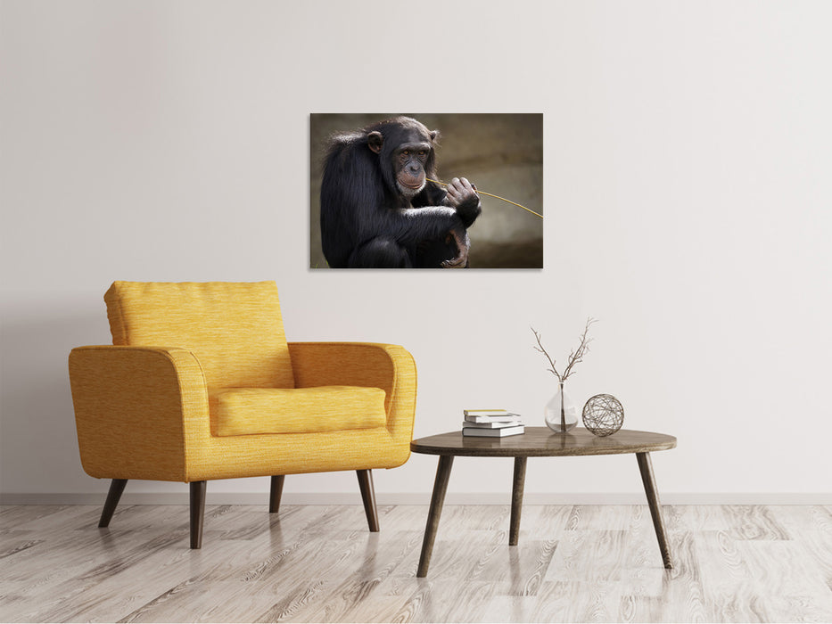 Canvas print Cute chimpanzee