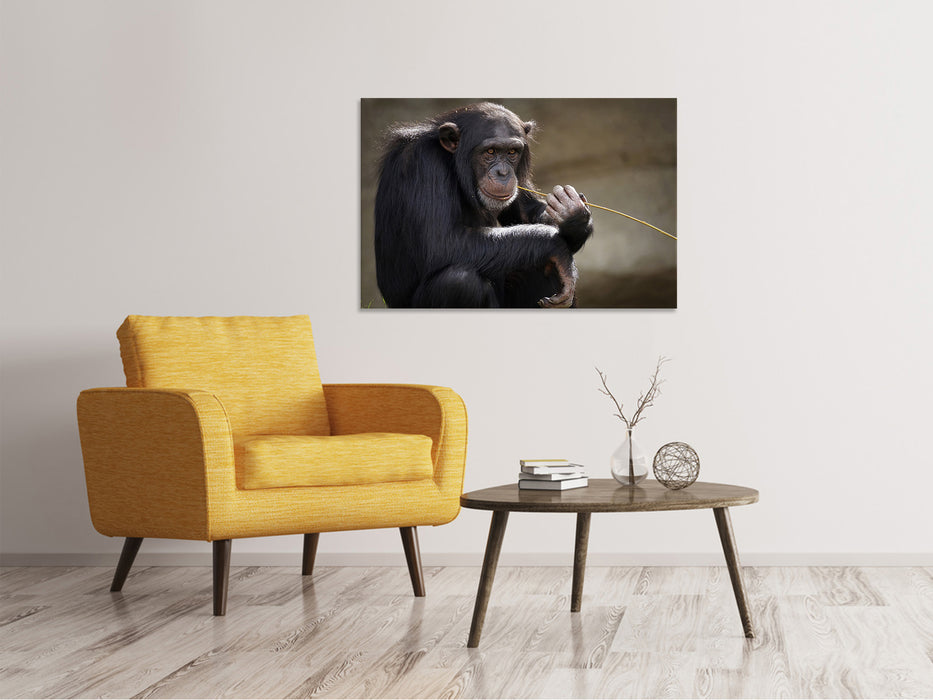 Canvas print Cute chimpanzee