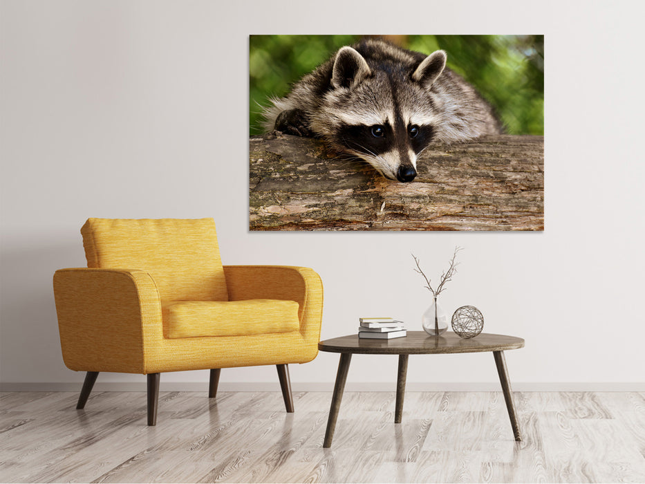 Canvas print The cute raccoon