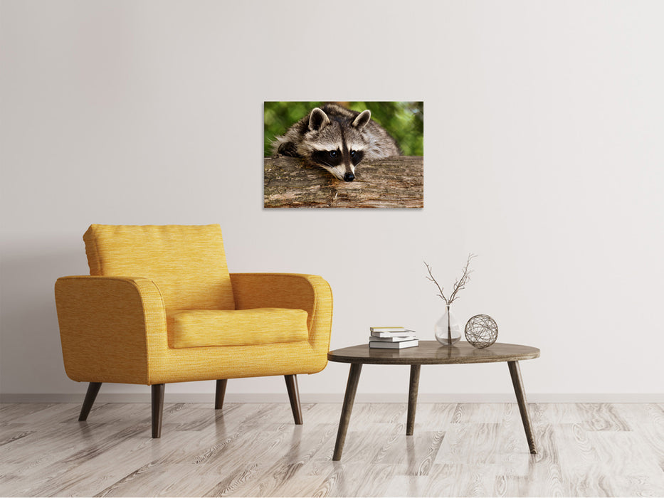 Canvas print The cute raccoon