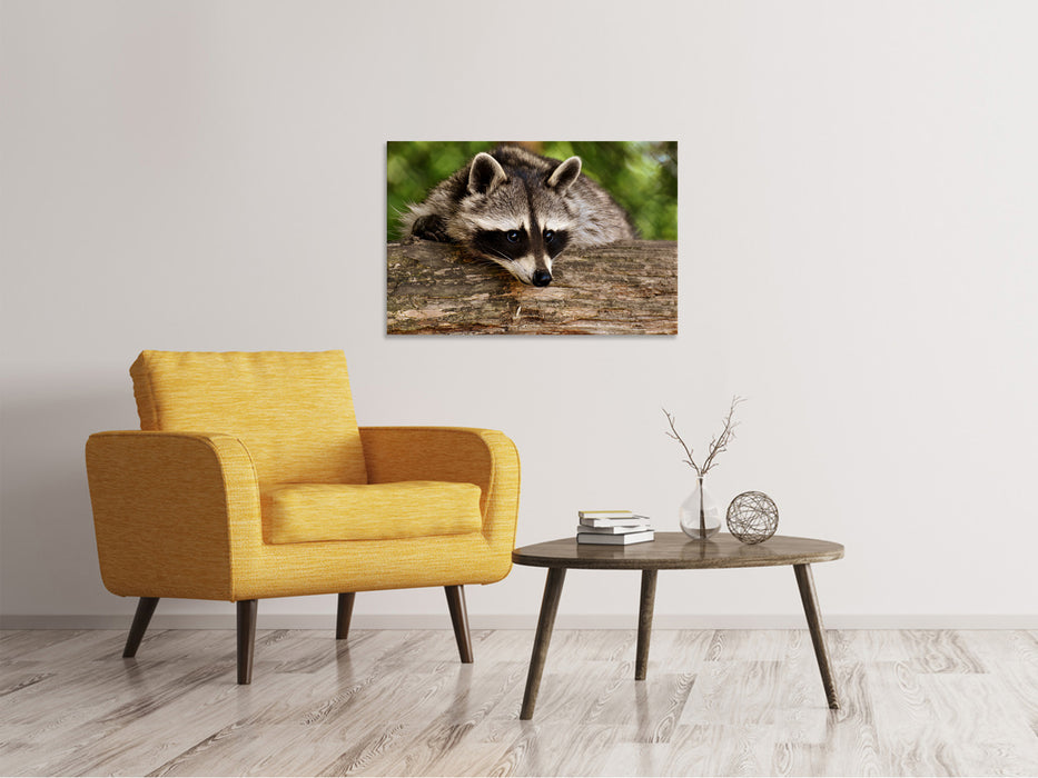 Canvas print The cute raccoon