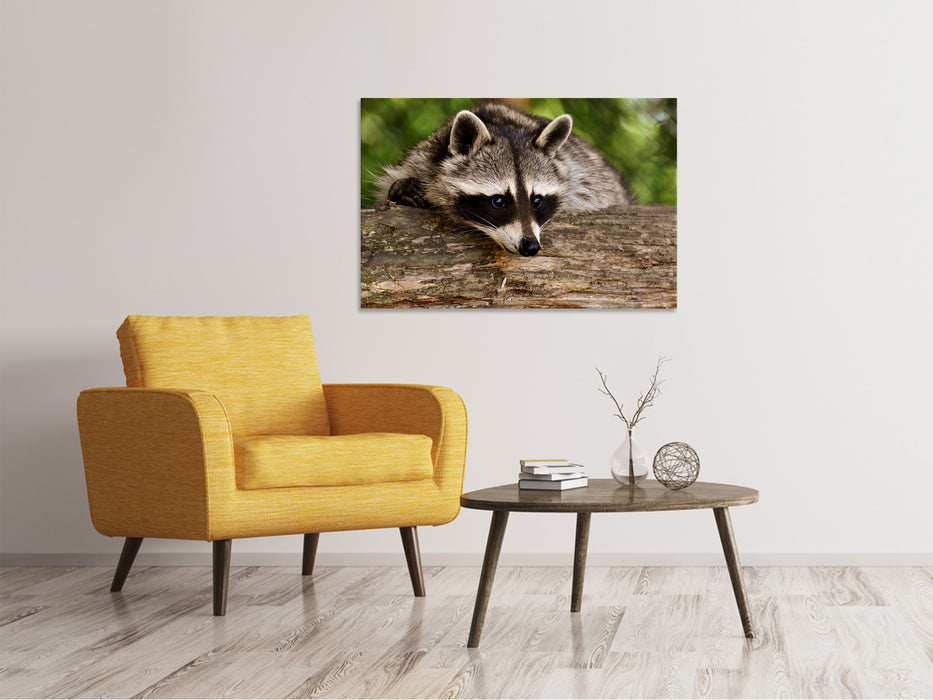 Canvas print The cute raccoon