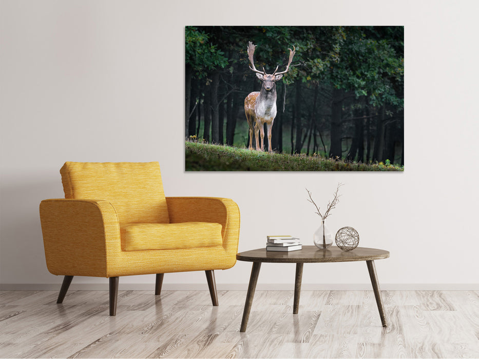 Canvas print The Fallow Deer 2