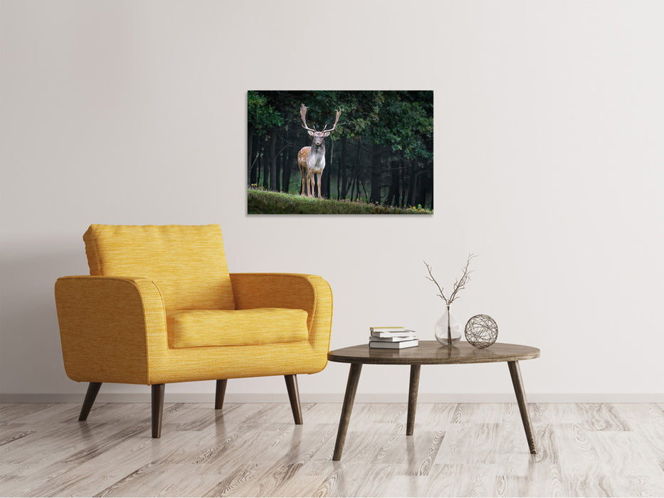 Canvas print The Fallow Deer 2