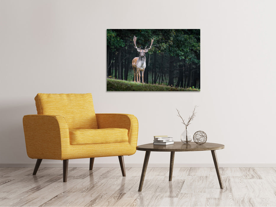 Canvas print The Fallow Deer 2