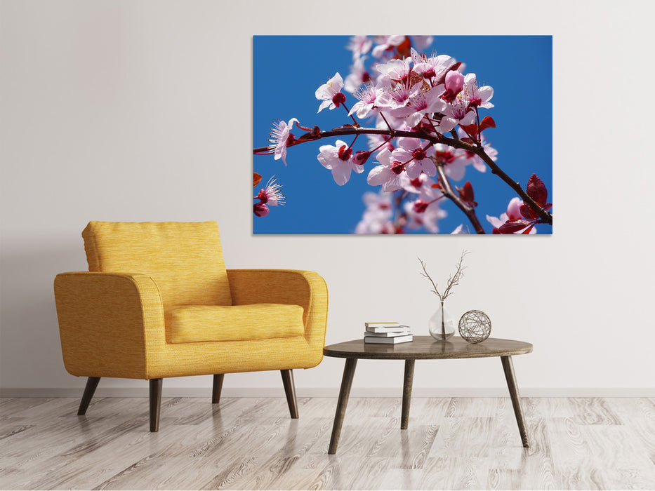 Canvas print The almond blossom