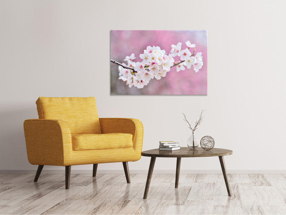 Canvas picture cherry blossoms XXL