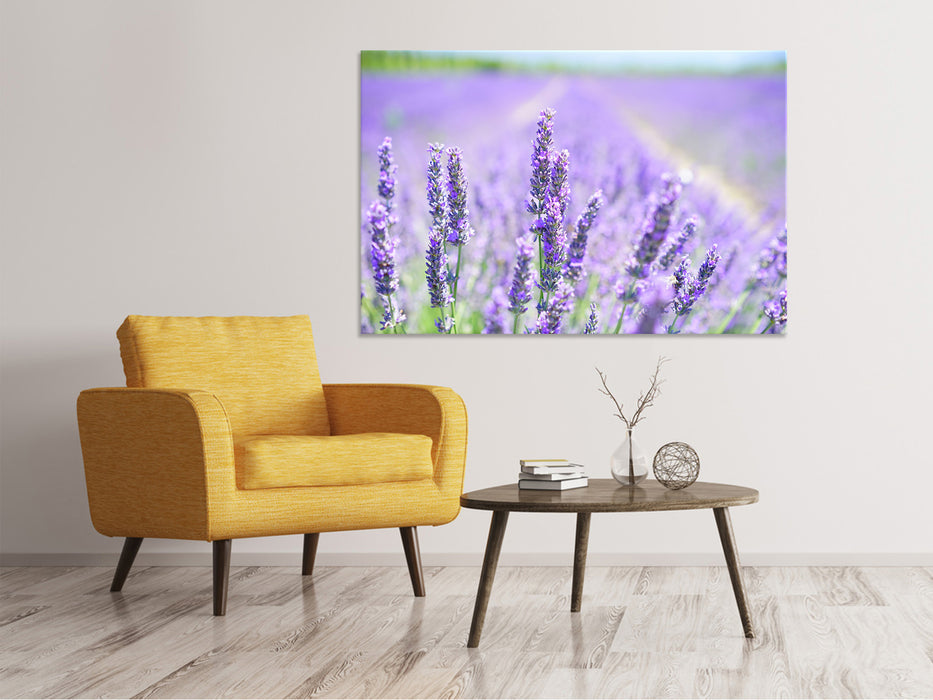 Canvas print The lavender blossom