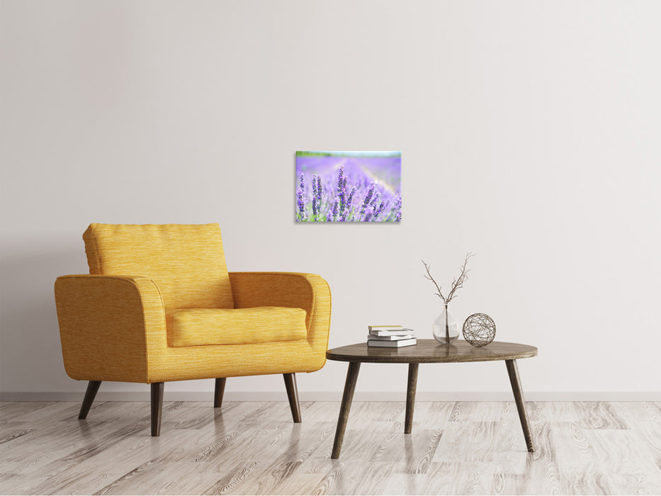 Canvas print The lavender blossom