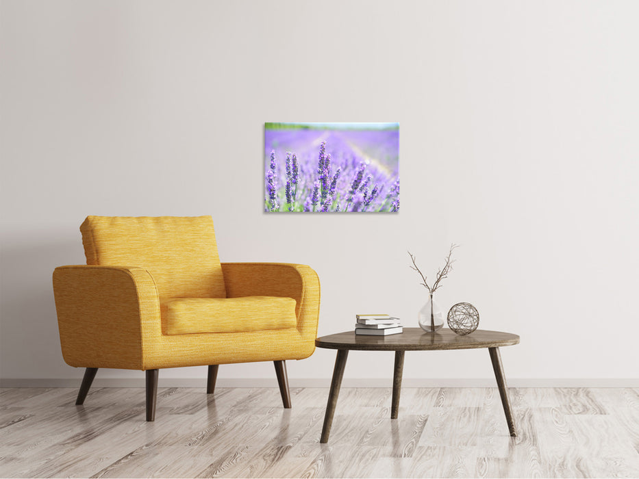 Canvas print The lavender blossom