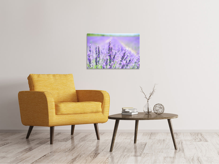 Canvas print The lavender blossom