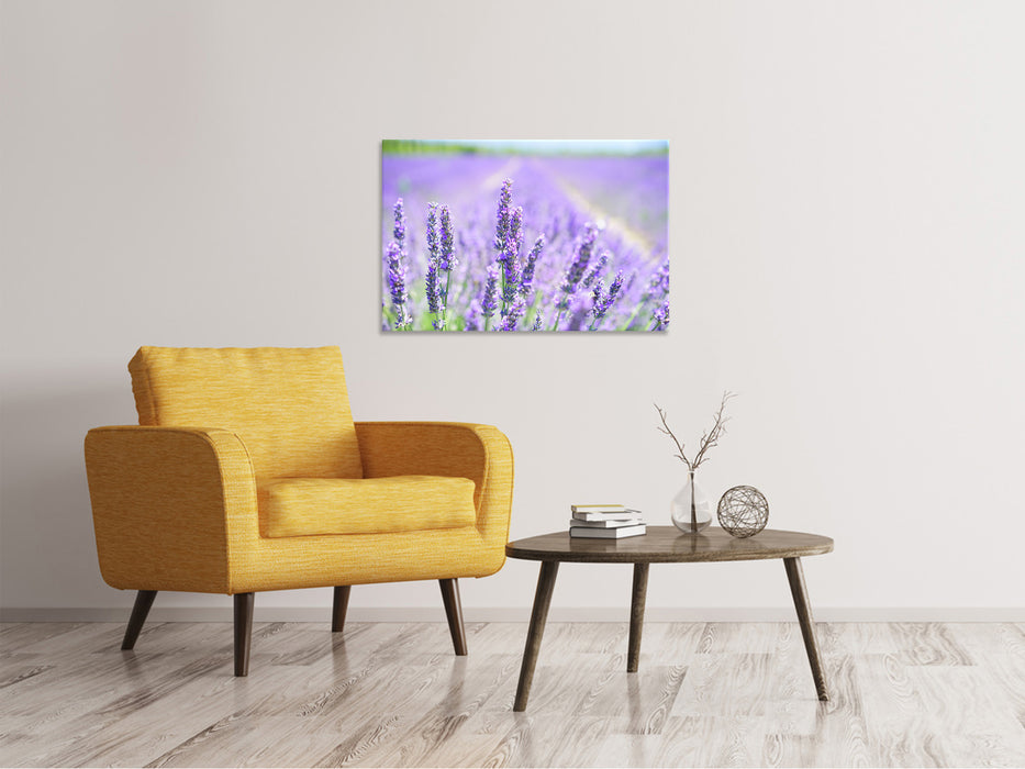 Canvas print The lavender blossom