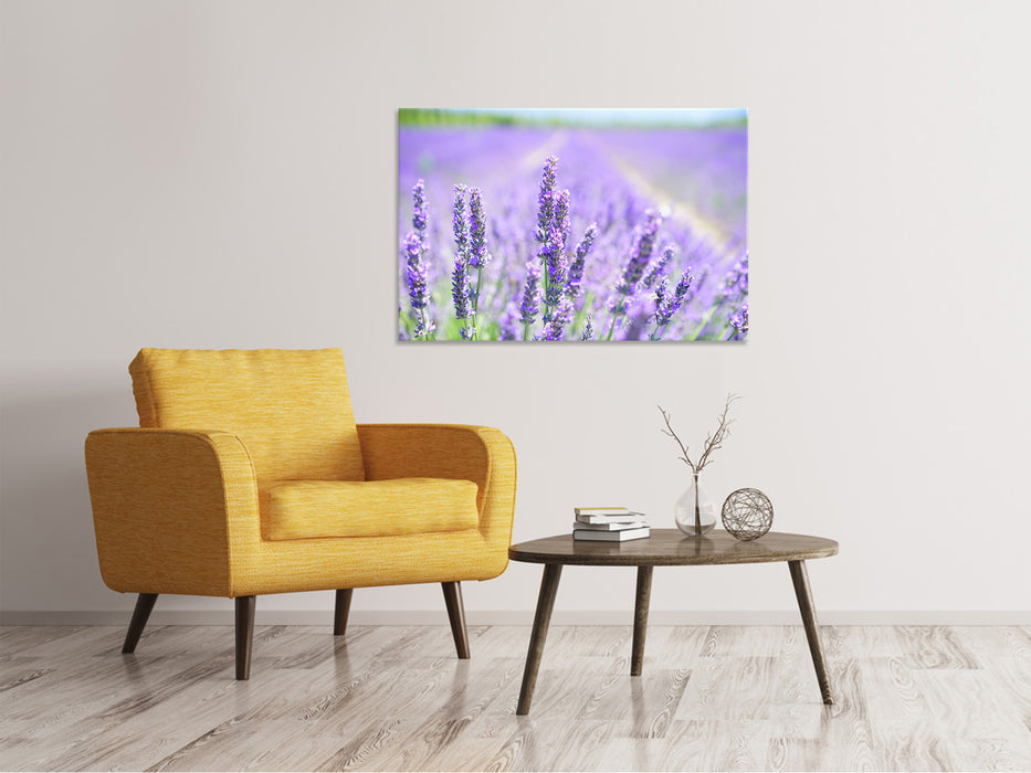 Canvas print The lavender blossom