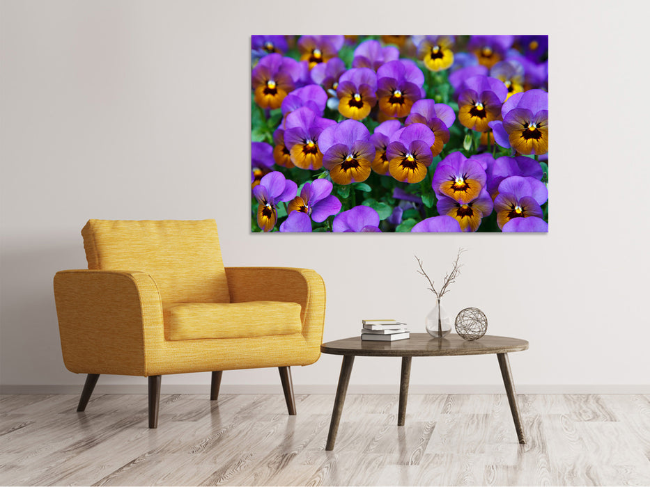 Canvas print The pansies