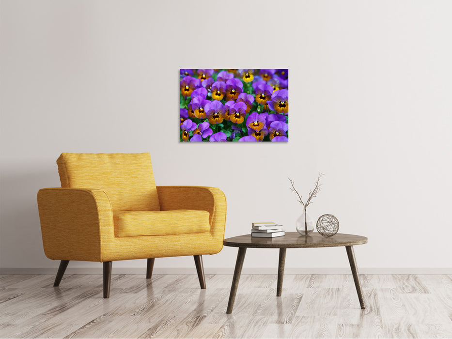 Canvas print The pansies