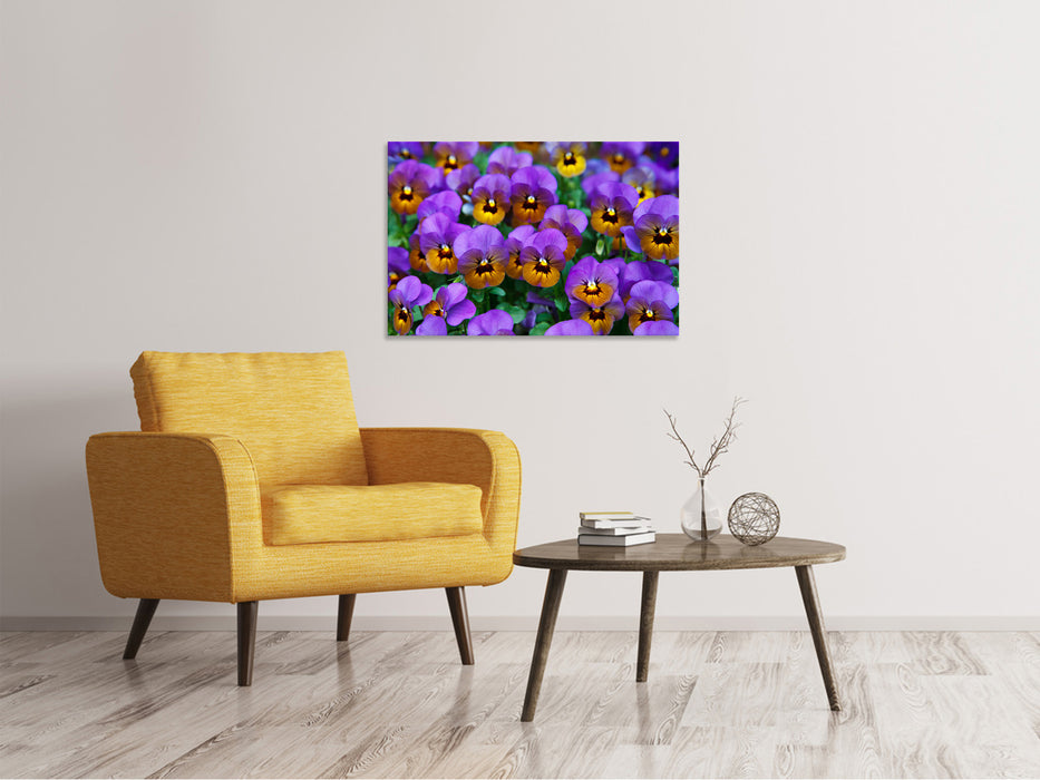 Canvas print The pansies