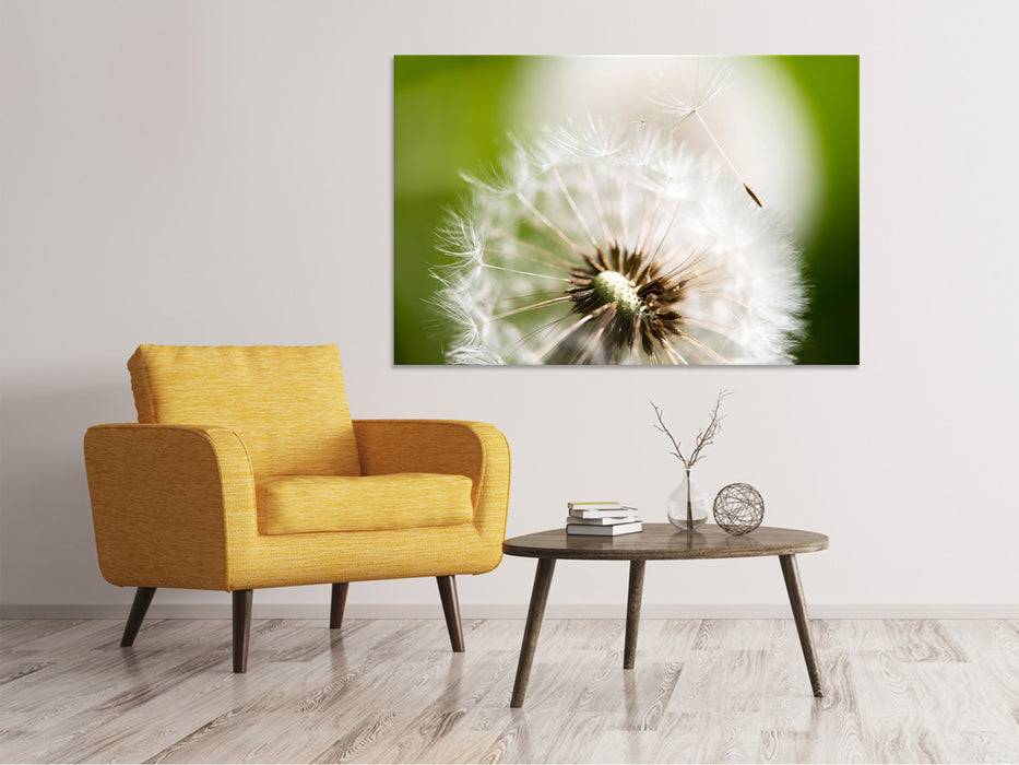 Canvas print Dandelion dandelion