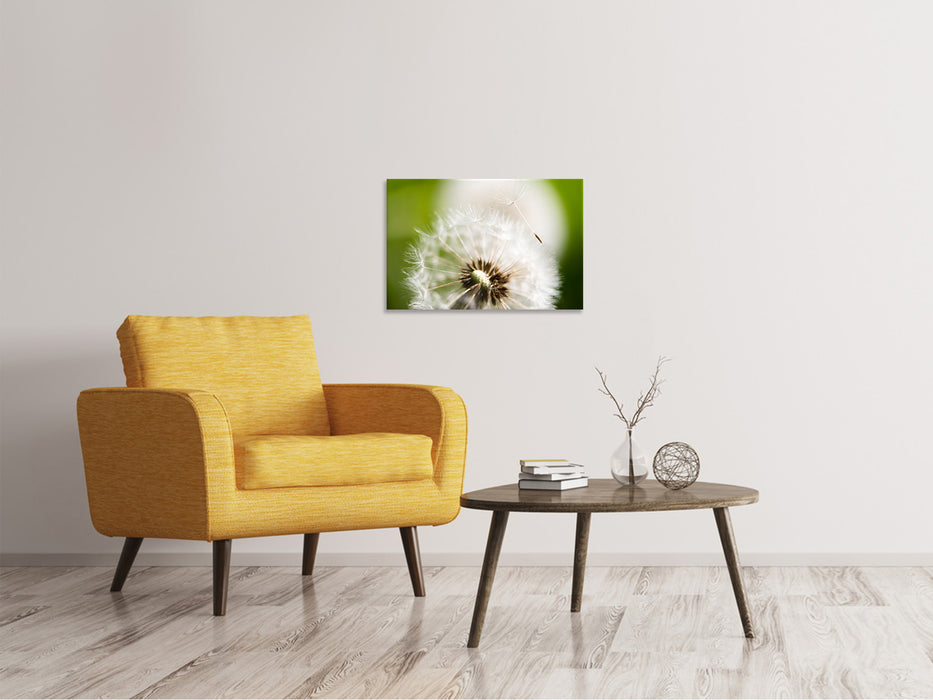 Canvas print Dandelion dandelion