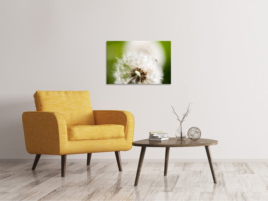 Canvas print Dandelion dandelion