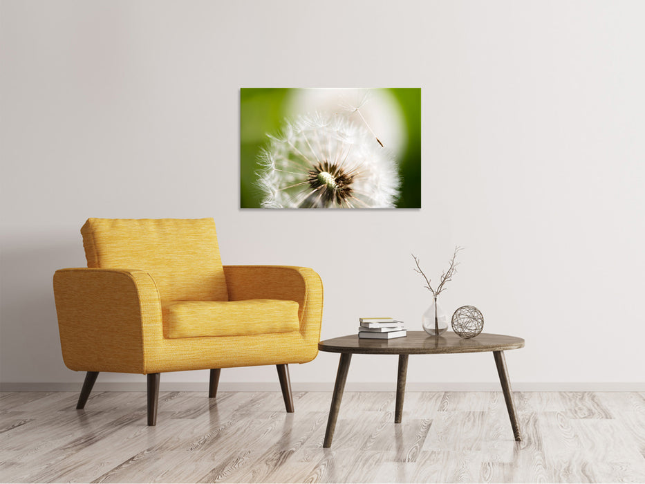 Canvas print Dandelion dandelion