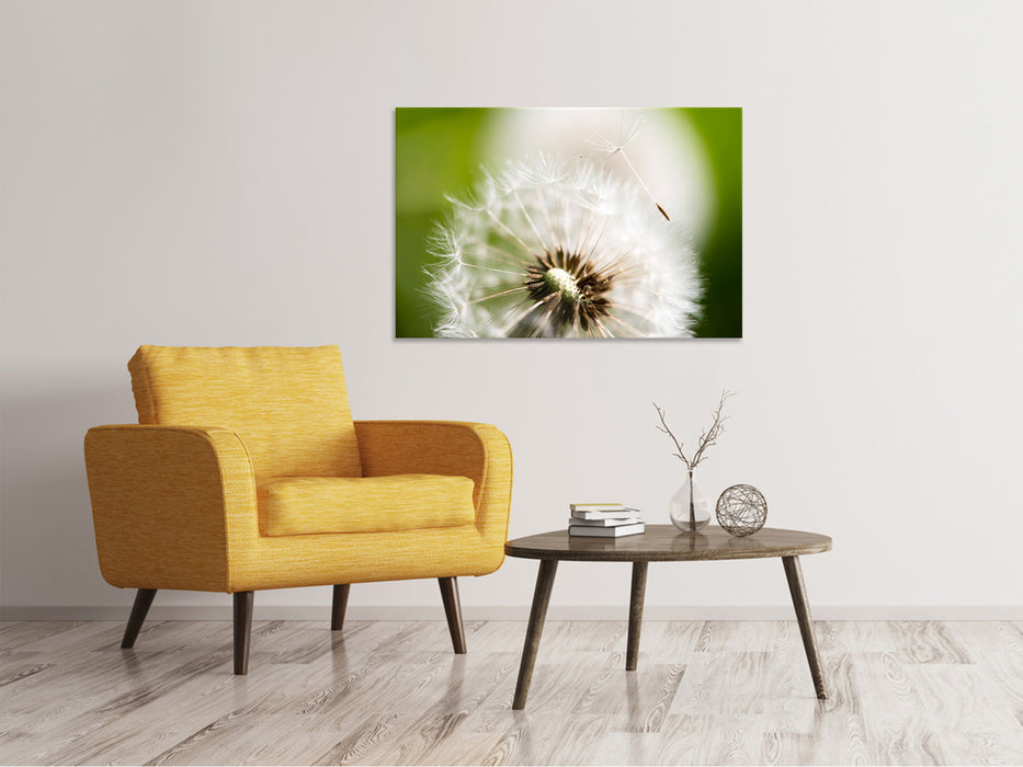 Canvas print Dandelion dandelion