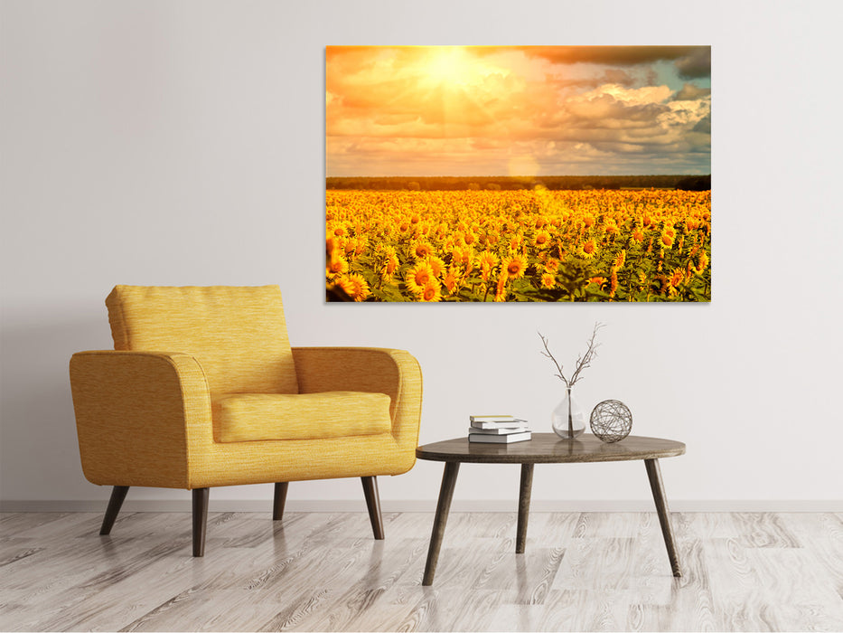 Leinwandbild Goldenes Licht für Sonnenblumen