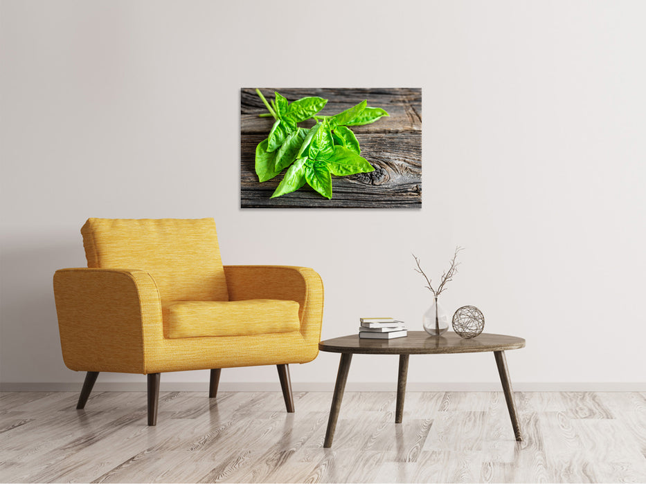 Canvas print Basil leaves