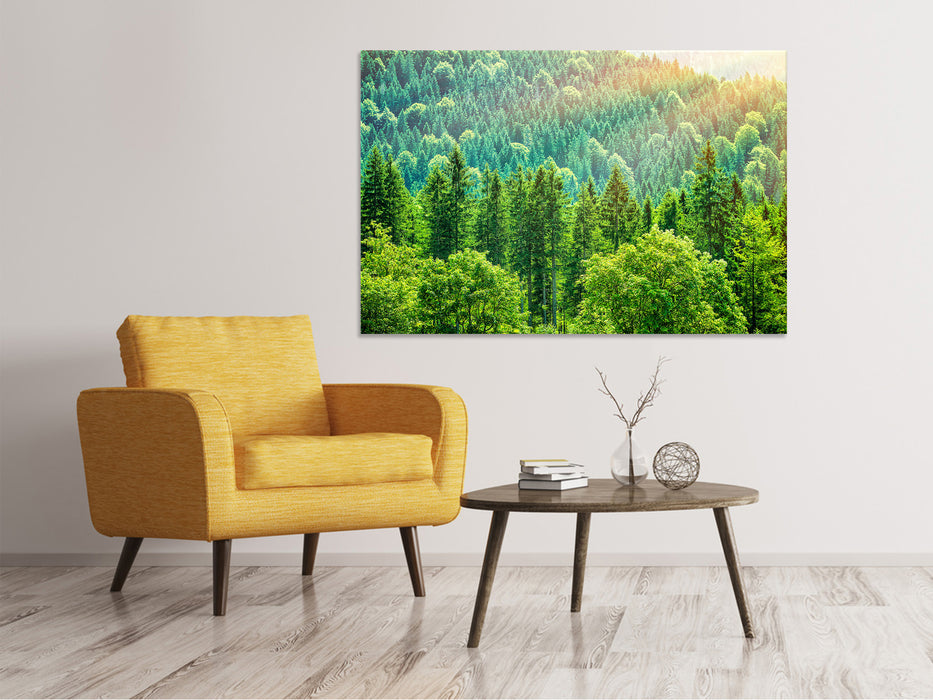 Canvas print The forest hill