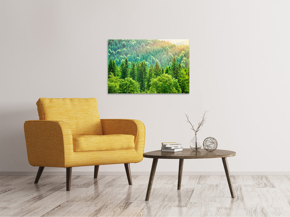 Canvas print The forest hill