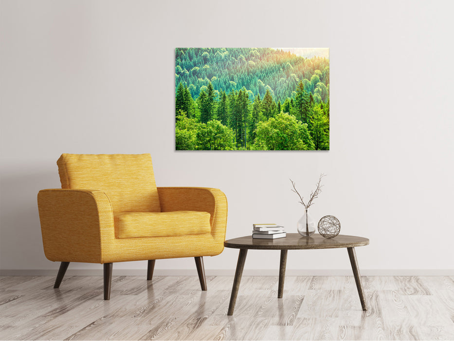 Canvas print The forest hill