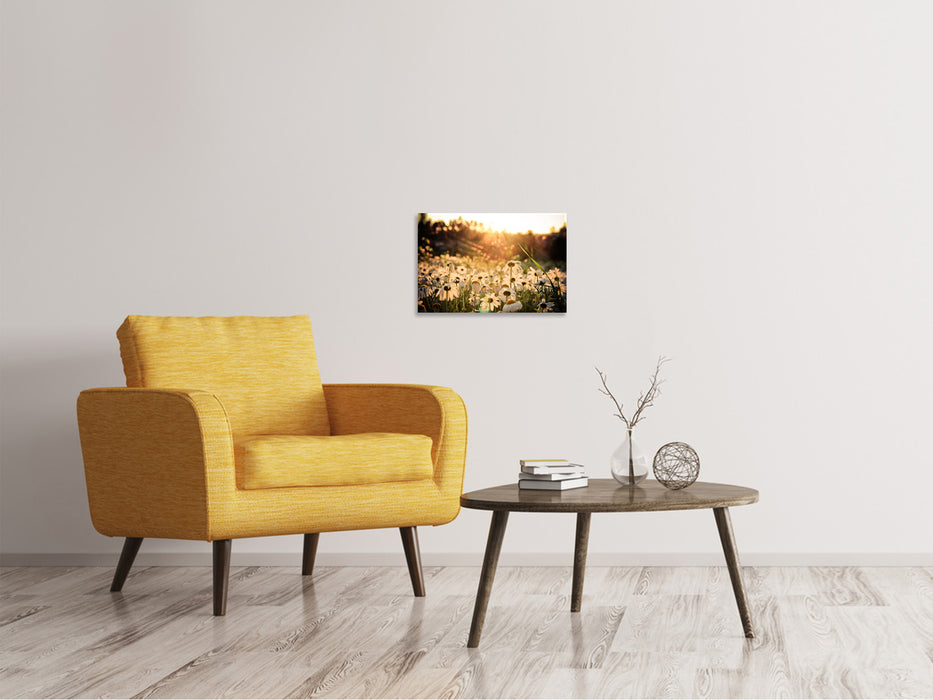 Canvas print Daisies at sunset