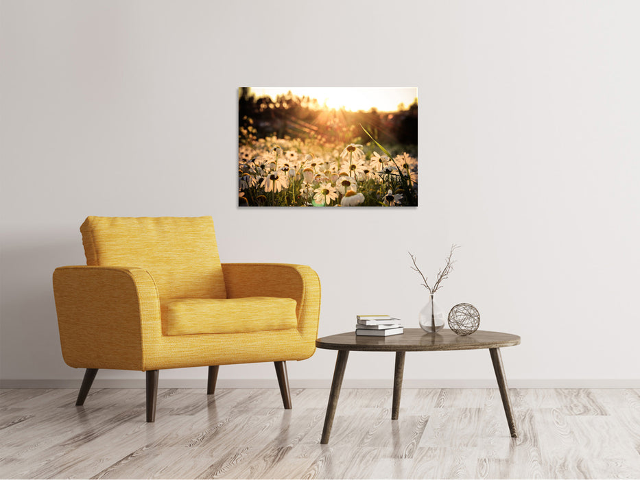 Canvas print Daisies at sunset