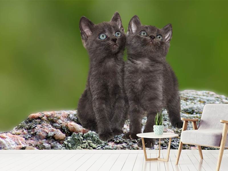 Fototapete 2 schwarze Katzenbabys
