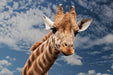 Fototapete Achtung Giraffe!