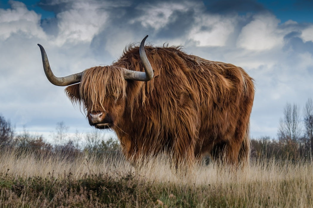 Fototapete Achtung Stier!