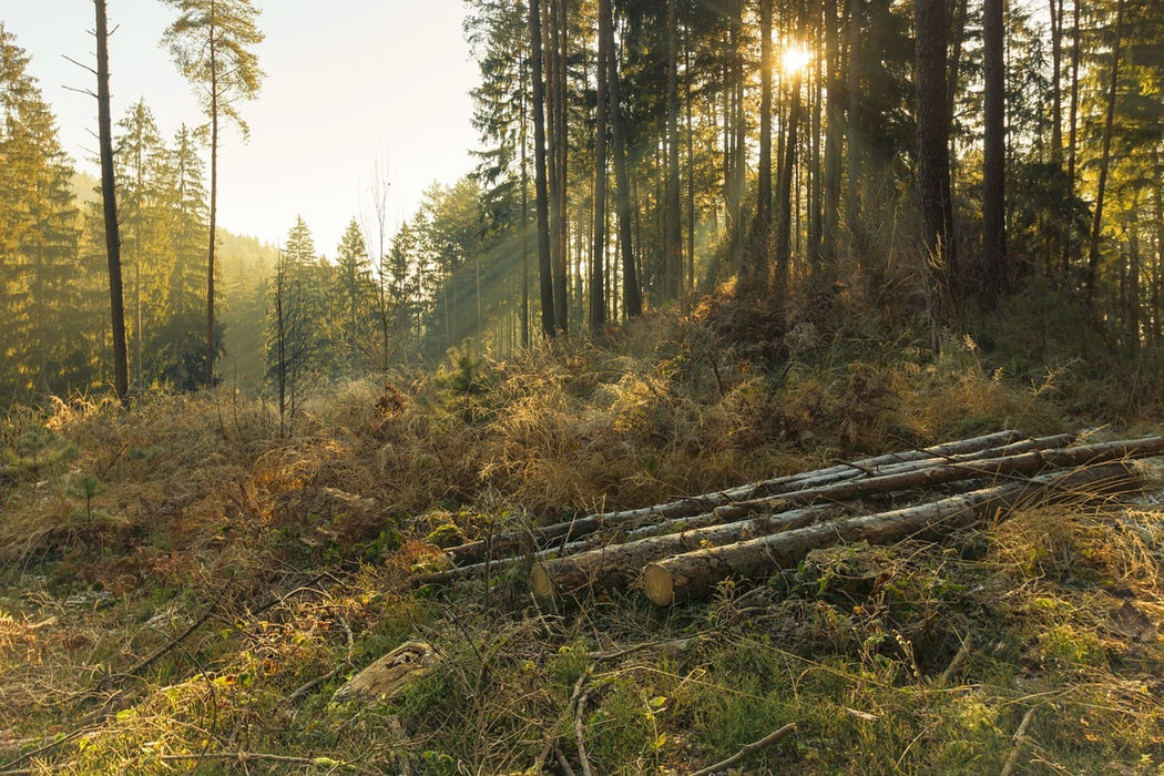 Fototapete Arbeiten im Wald