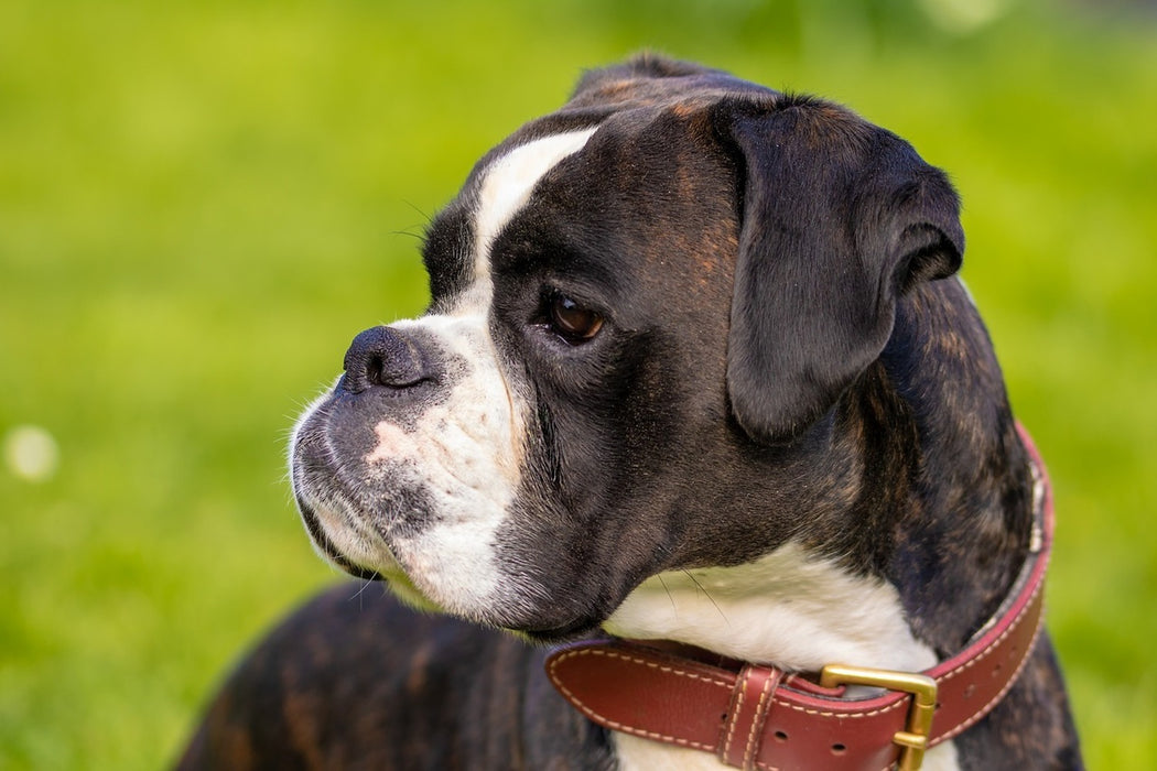 Fototapete Aufmerksamer Boxer