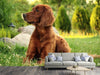 Fototapete Aufmerksamer Irish Setter - Tag2 by Suzenna