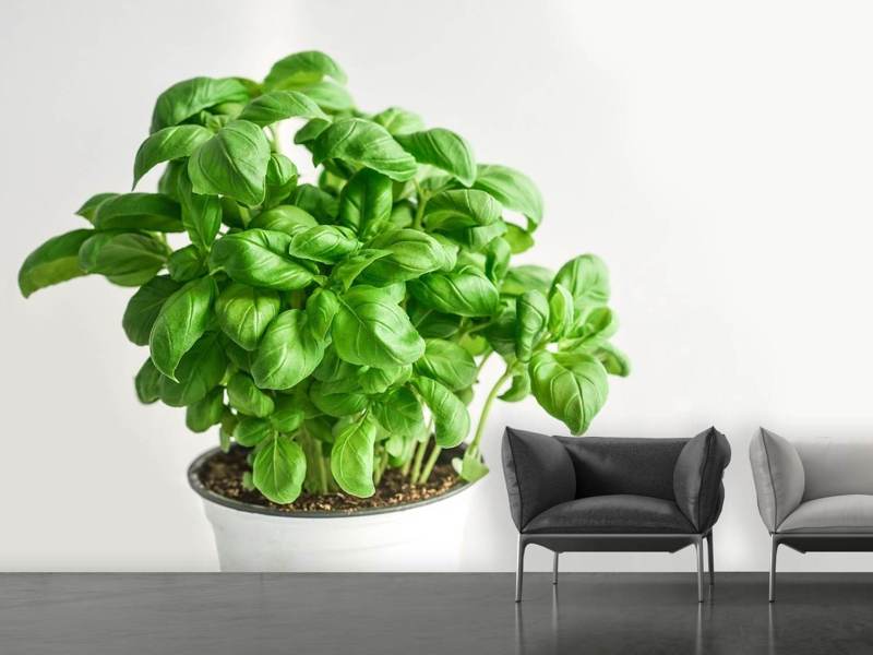 Wall Mural Basil in pot